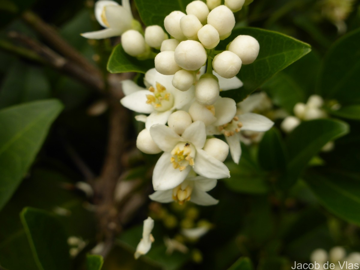 Atalantia ceylanica (Arn.) Oliv.